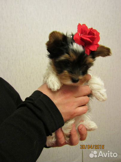 Бивер терьер мини