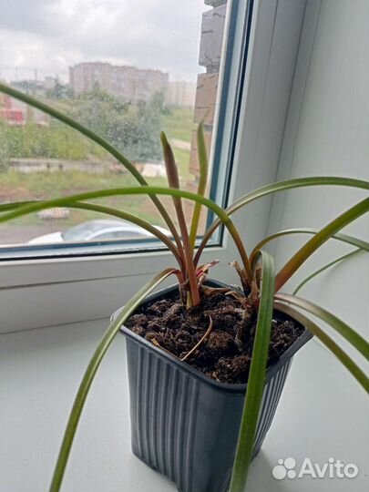 Комнатные растения