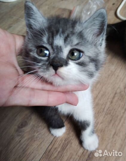 Котята британские в добрые руки