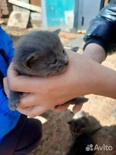 Котята в добрые руки