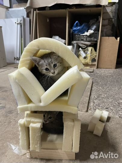 Котята в добрые руки даром