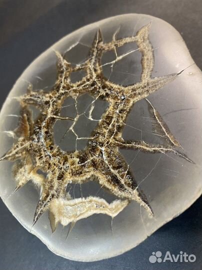 Септария коллекционый образец камни и минералы