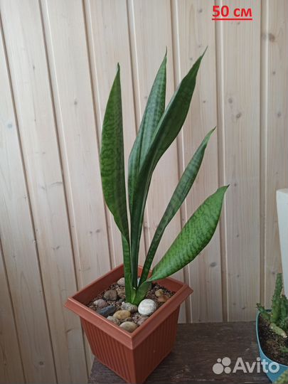 Сансевиерии Зейланика и Хайни, 