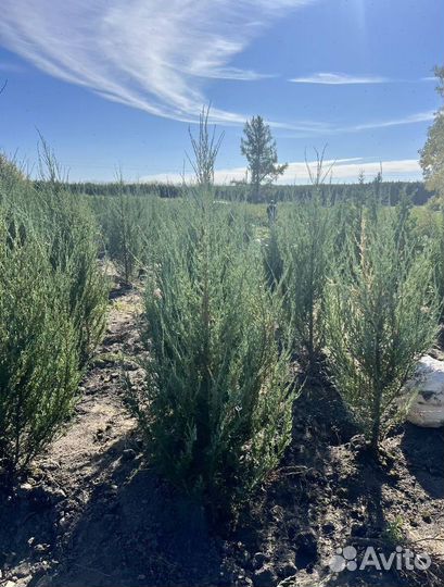 Можжевельник Блю Эрроу