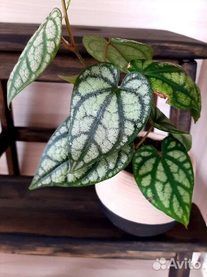 Перец Сильватикум