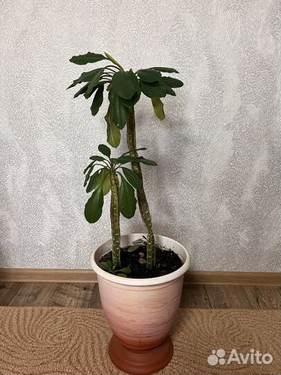 Молочай гребенчатый