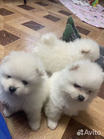 Щенки шпица