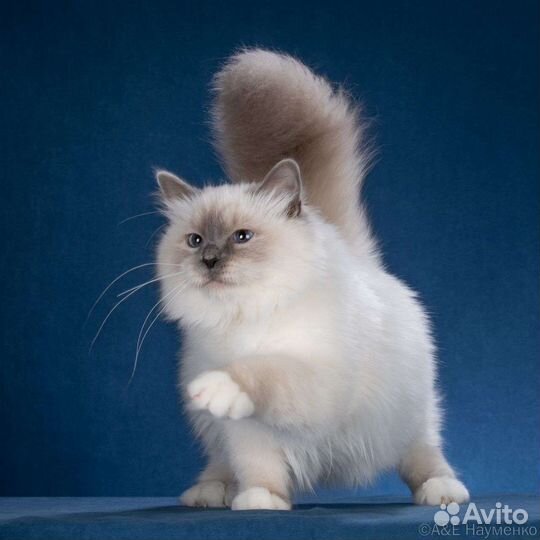 Кошечка Священной Бирмы