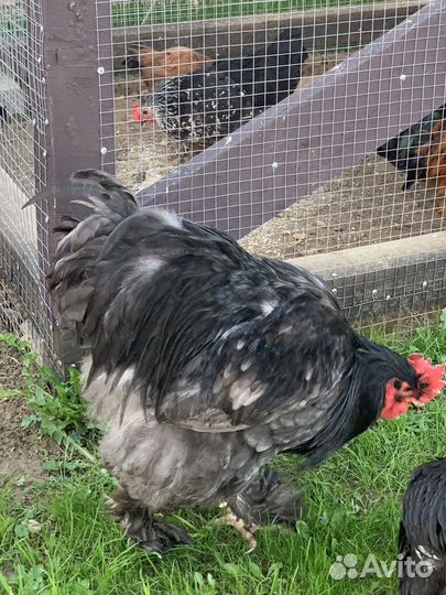 Петух кохинхин