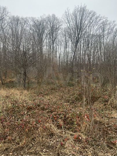 Участок 9,9 сот. (СНТ, ДНП)