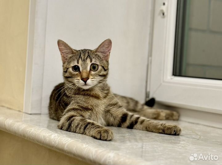 Котенок 4-5 месяцев