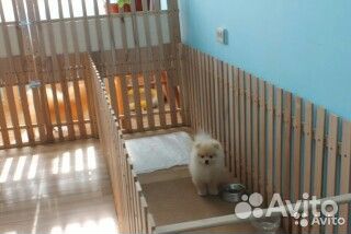 Гостевая передержка маленьких собак