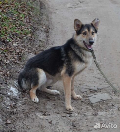 Собака в добрые руки