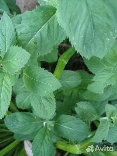 Мята кавказская и перечная