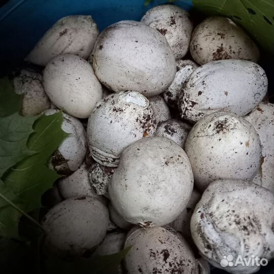 Гриб веселка