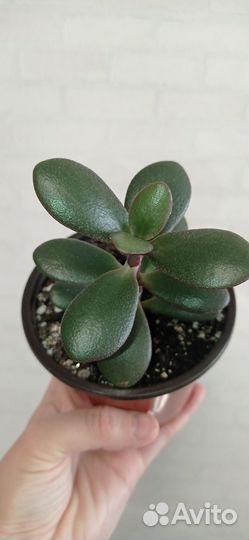 Толстянка или денежное дерево в горшке 0.3 л
