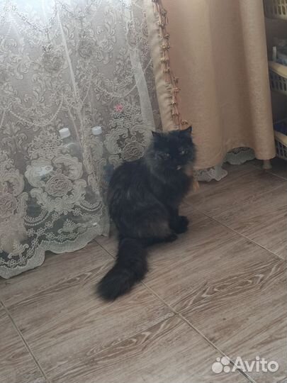 Кошка в дар бесплатно