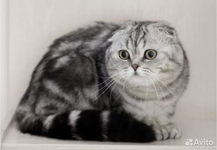 Кот на вязку