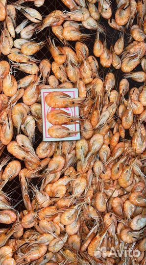 Креветка азовская