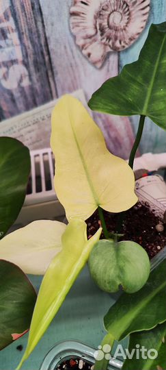 Филодендроны редкие