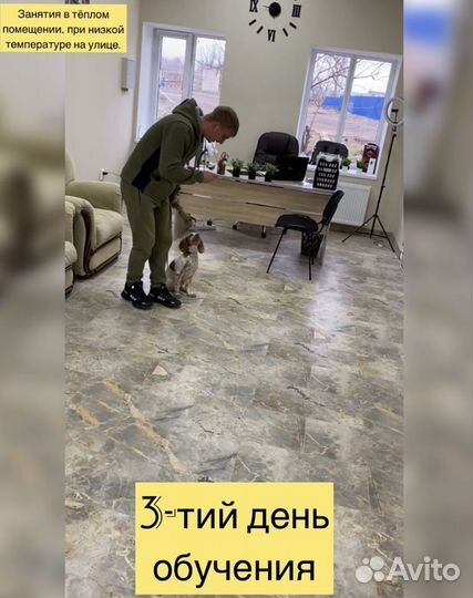 Дрессировка собак, кинолог