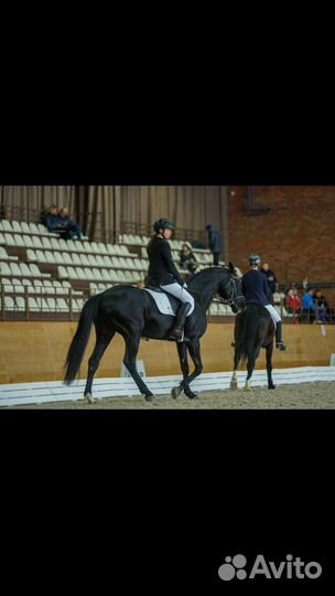 Редингот для конного спорта