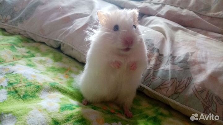 Передержка домашних животных