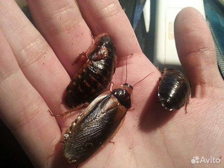 Аргентинские тараканы