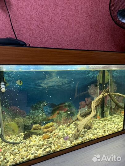 Аквариум