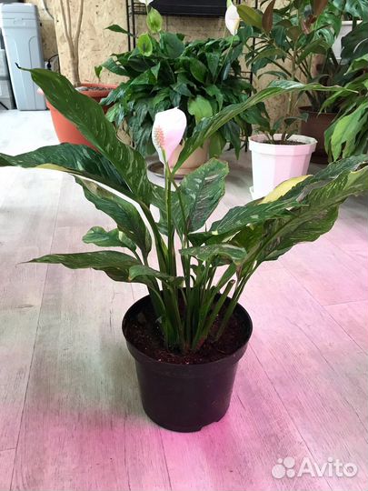 Спатифиллум домино