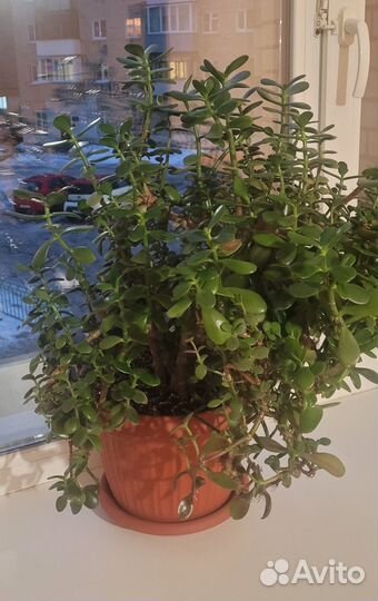 Денежное дерево толстянка