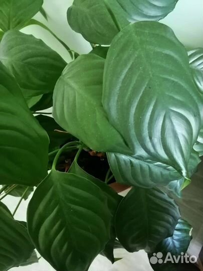Спатифиллум крупный