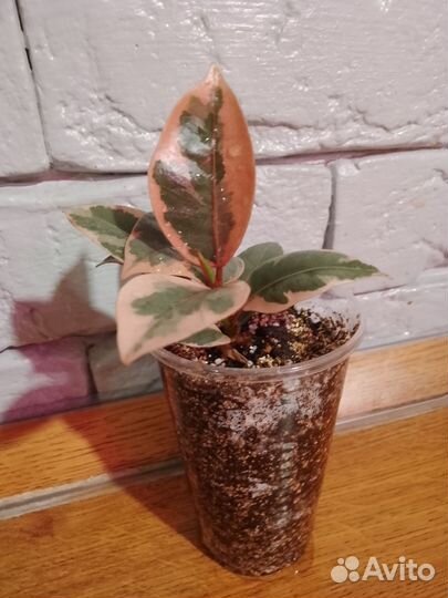 Сортовые фикусы