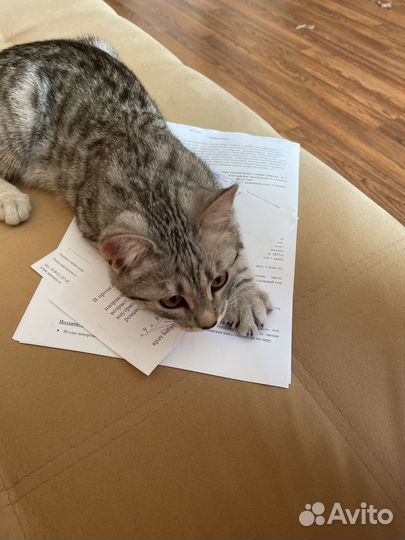 Котята в добрые руки мальчики