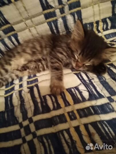 Котята в дар бесплатно. К лотку приучины