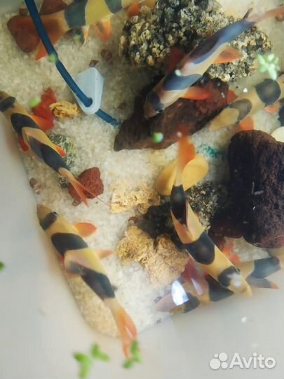 Боция клоун