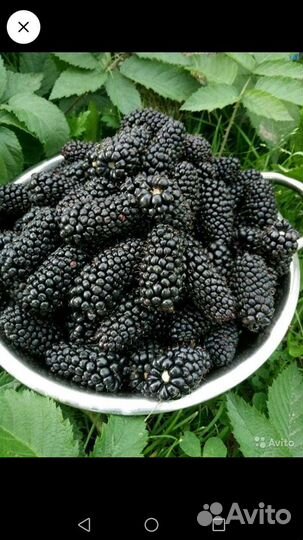 Саженцы Ежевики без шипов