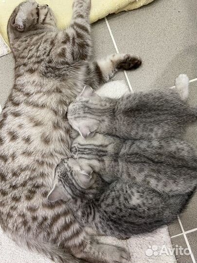 Кот на вязку