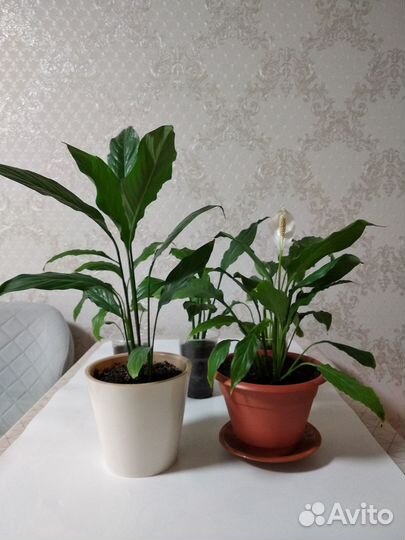 Спатифиллум 