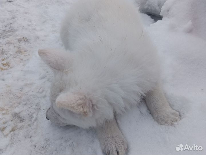Щенки бшо