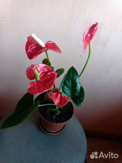 Антуриум цветущий, с горшком