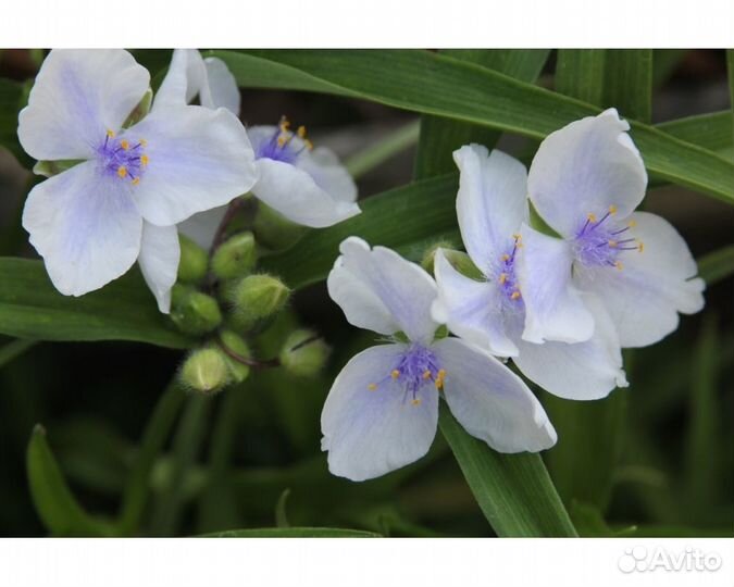 Традесканция Андерсона Osprey