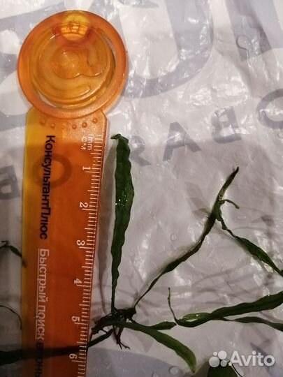 Аквариумные растения