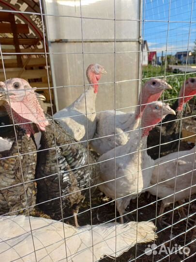 Мясо домашней птицы