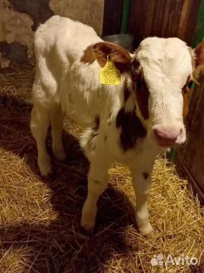 Отборные телята, бычки