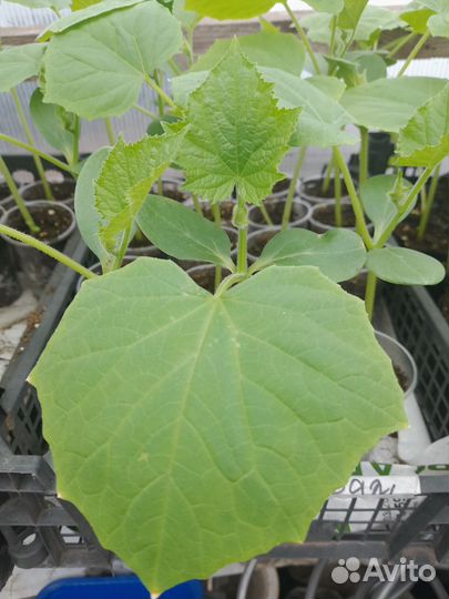 Рассада огурцов