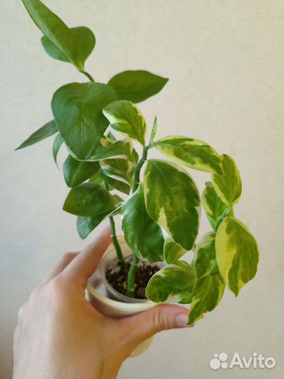 Комнатные цветы филодендрон медуза, педилантус