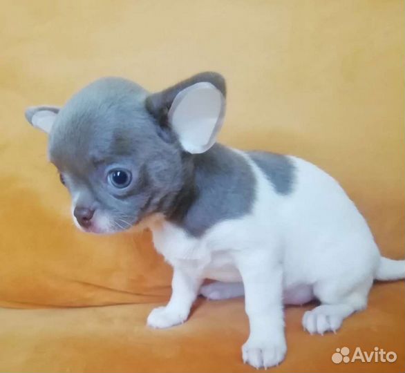 Чихуахуа(вязка)