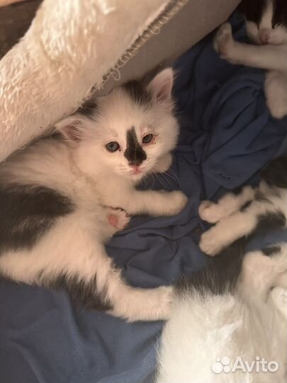 Котики и кошечки бесплатно