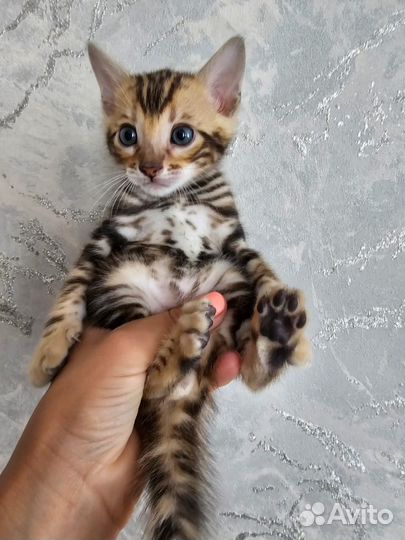 Бенгальская